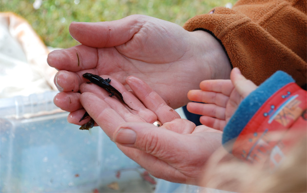 pond_dipping_adventure2