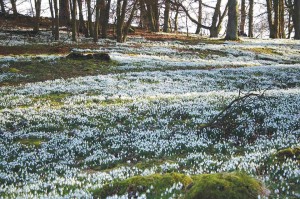 Snowdrops Valentines 2-4-1