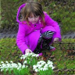 snowdrop festival