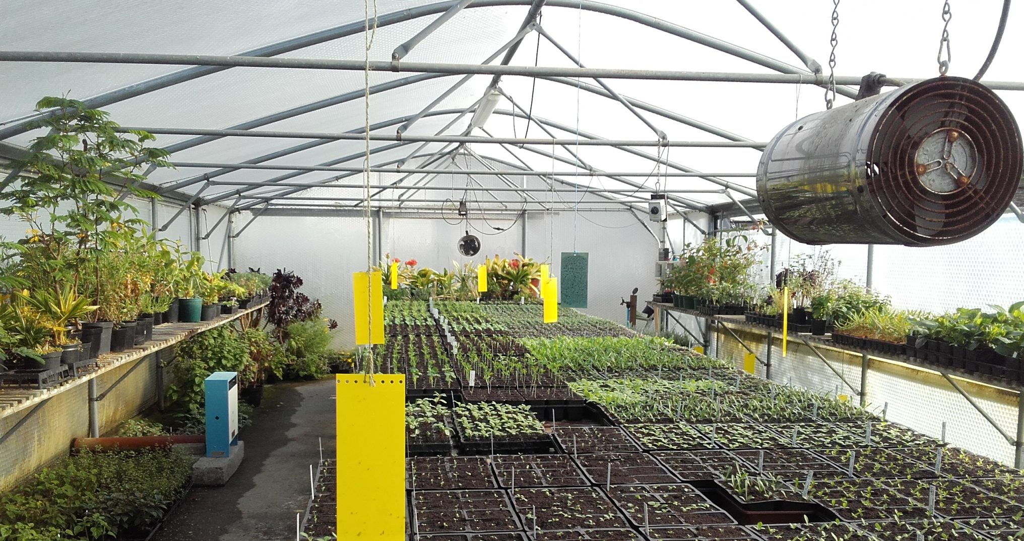 Greenhouse Spring seedlings - John