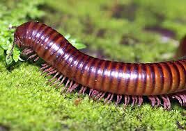 Millipede