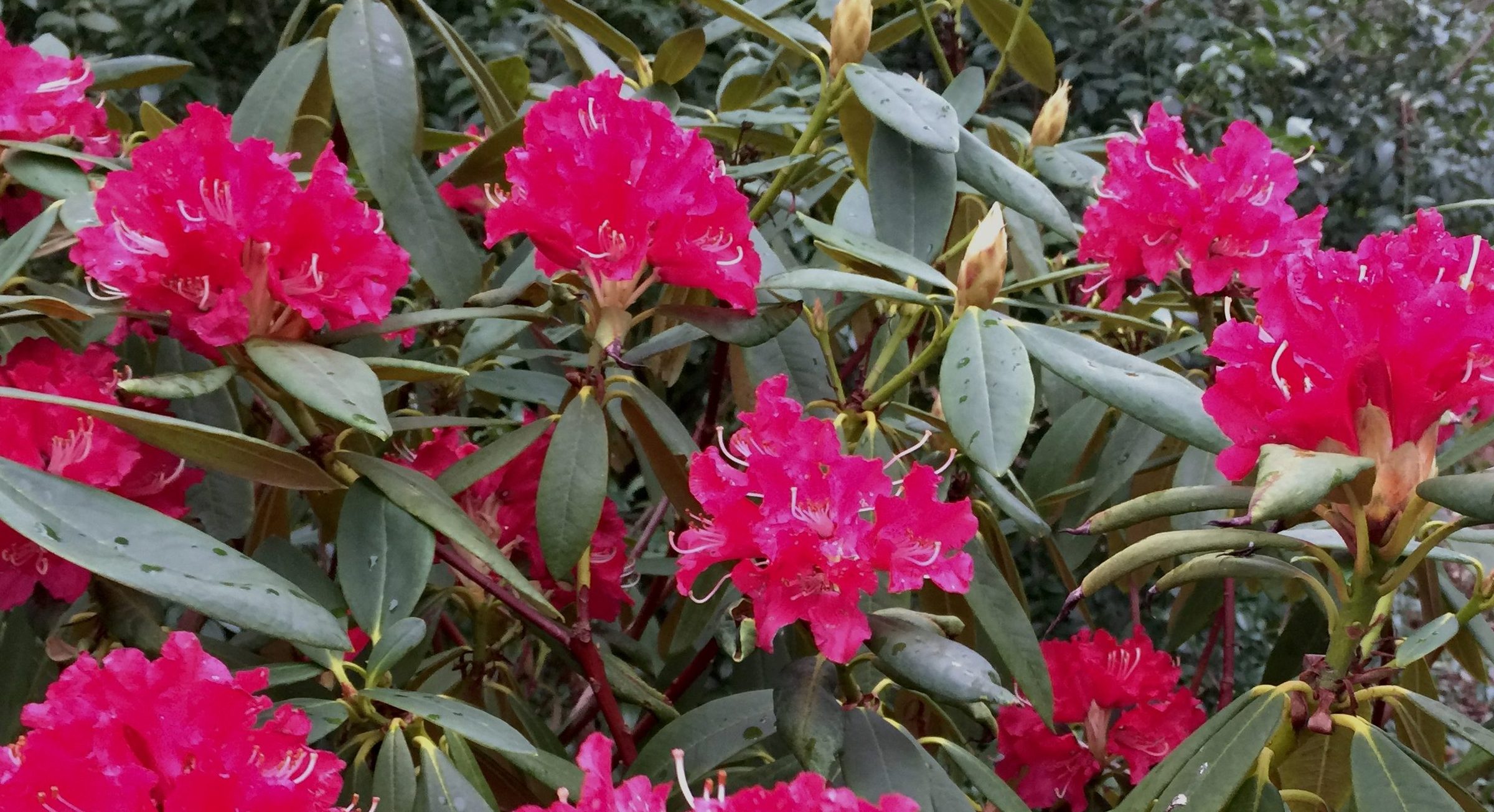 Rhododendron Britannia 2(1)