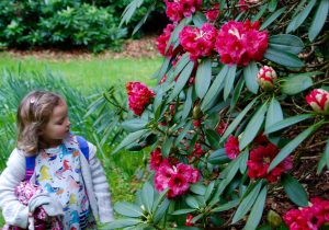 Rhododendron Guided Walk