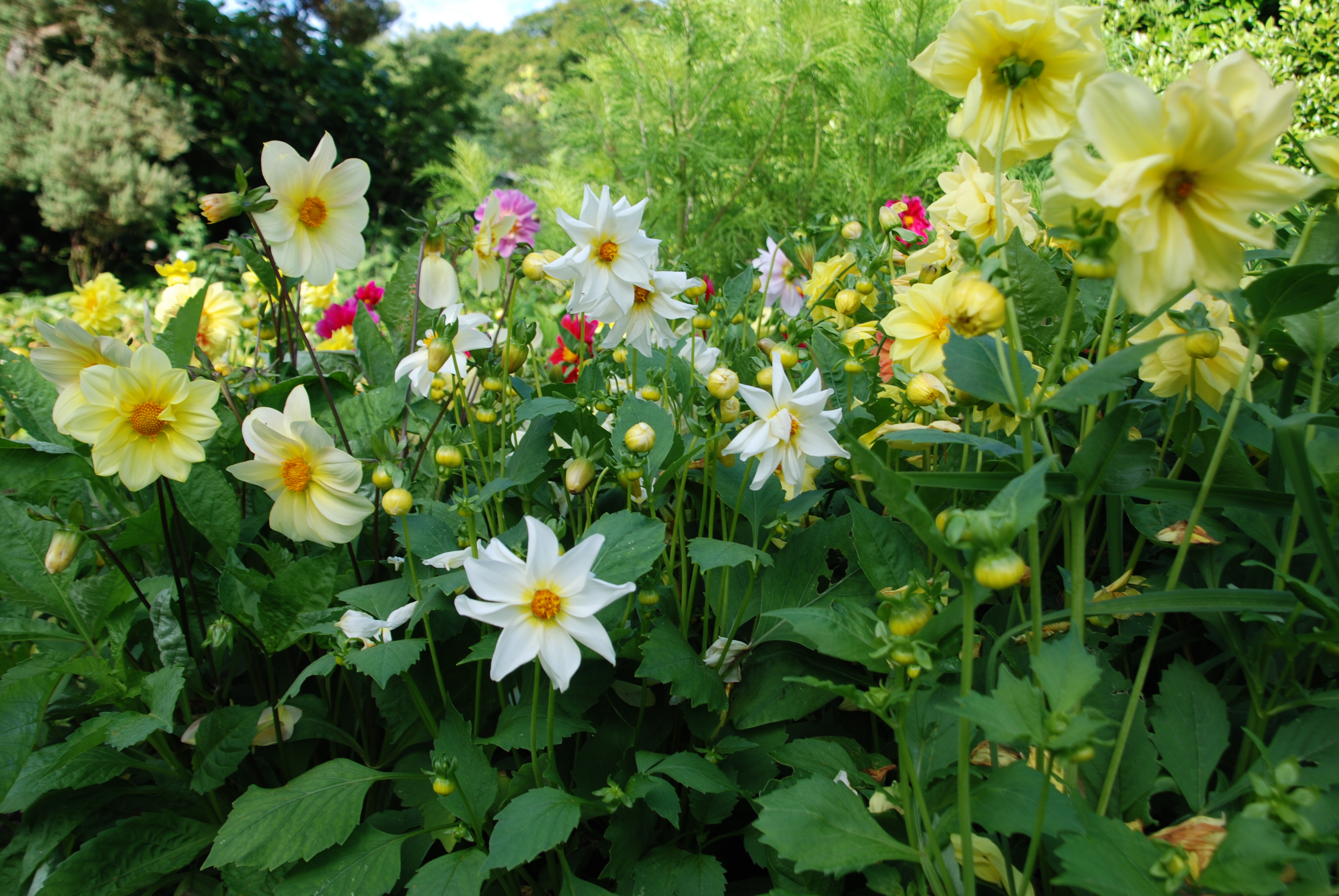 Walled Garden Dahlia 3 July 2016