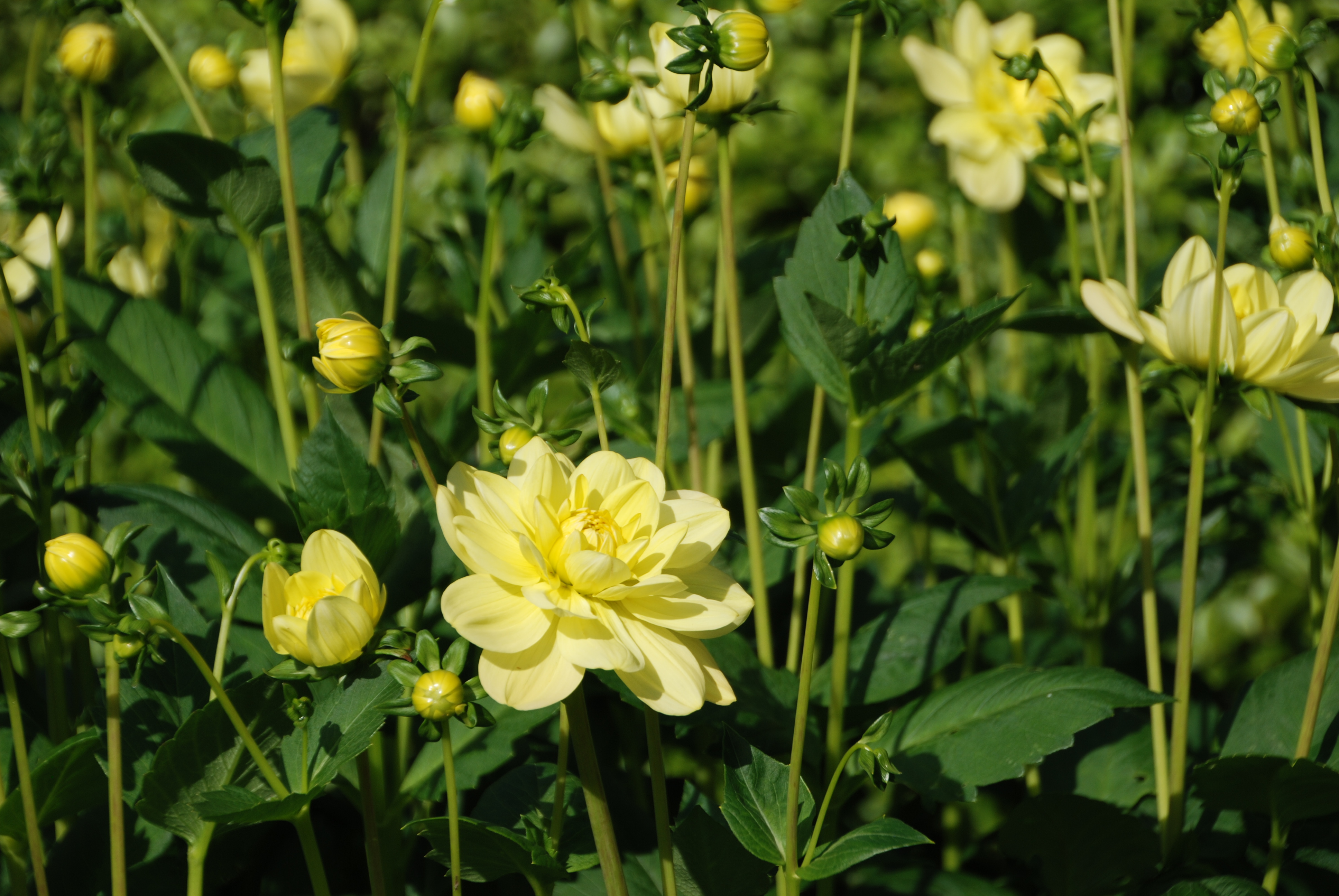 Walled Garden Dahlia 4 July 2016