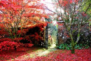 Autumn Glory Walk