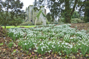 Snowdrop Festival 2025
